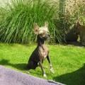 honden foto Fuzzy 1,5 jaar oud