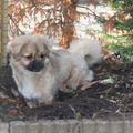 honden foto wat mag dit niet?