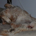 honden foto tukje aan het doen op ze kirza's
