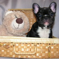honden foto 