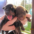 honden foto 2 schaatjes!