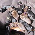 honden foto pups