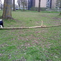honden foto Taz heeft een stokJE gevonden..