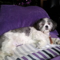 honden foto 