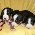 honden foto 
