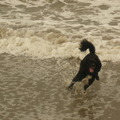 honden foto 