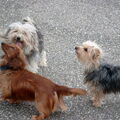 honden foto onze belhamels inmiddels nog een opgevangen nog geen foto