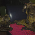 honden foto Shy ontmoet de nieuwste aanwinst Shiva