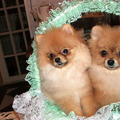 honden foto vitorio rossi larvin vitorio rossi lottas onze 2 dwergkeesjes uit minsk