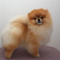 honden foto best in show ambasador petit poms
die in norwegen woont bij mijn goede vriendin anita jordal