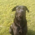 honden foto 