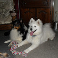 honden foto Tess&haar Maatje Joe