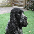 honden foto 