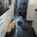 honden foto Eerste maaltijd samen. Rigo, Missy en onze jongste telg Diva 09-04-2010