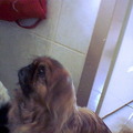 honden foto dit is Layka ken je vast wel van de andere foto's het is een pekingees