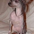 honden foto Dit is 
