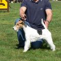 honden foto 