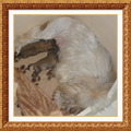 honden foto 