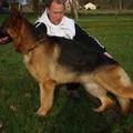 honden foto 