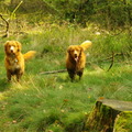 honden foto daar kijkens ze weer zo trots