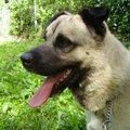 honden foto tarek: life the good life. geplaatst!