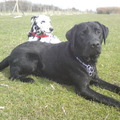 honden foto Charly en mn maatje