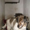honden foto Dit is Nerka, hij is 16 jaar oud en heeft bijna geen tanden meer maar hij houd nog steeds van knuffelen ook al hoort en ziet hij bijna niets meer