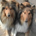 honden foto 