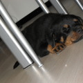 honden foto Hier lag ik weer helemaal voor pampus, de tweede dag dat ik bij vrouwtje was