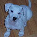 honden foto Tippy 10/11 weken