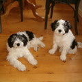 honden foto 