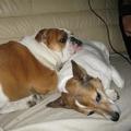 honden foto samen kroelen
