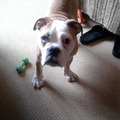 honden foto Dit is dus Engy