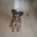 honden foto 