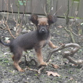 honden foto 