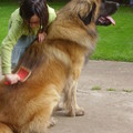honden foto Hmmmmmm!!! Zalig zo'n borstelbeurt van Kaat.