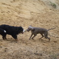 honden foto Wie zou als eerst gaan toeslaan, even elkaar wat aftasten en dan ... ATTACK !