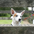 honden foto lila op de brug
