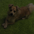 honden foto Ik weet niet welk ras mijn hond Boris heeft, iemand wel?