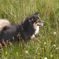 honden foto 