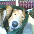 honden foto 