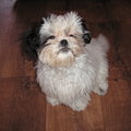 honden foto 
