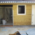 honden foto Onze Airedales leven zowel in huiselijke kring als in hun eigen Airedale-accommodatie. 
Ze spelen heel graag met de baasjes en met de andere Airedales.
Ze kunnen ook heel zelfstandig zijn.....
