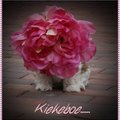 honden foto 