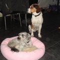 honden foto 