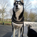 honden foto Mijn mooie misty!

