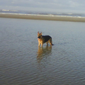 honden foto Water!