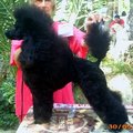 honden foto 