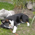 honden foto Eens proberen of het beter gaat als ik erbij ga liggen ... 