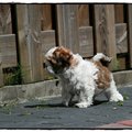 honden foto 
